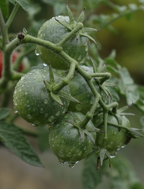 Fliegen an Tomatenpflanzen