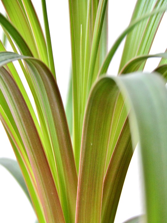 Fliegen an Zimmerpalmen