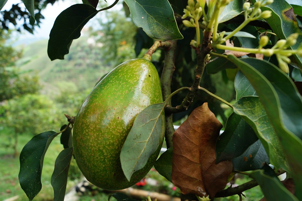 Läuse an Avocado