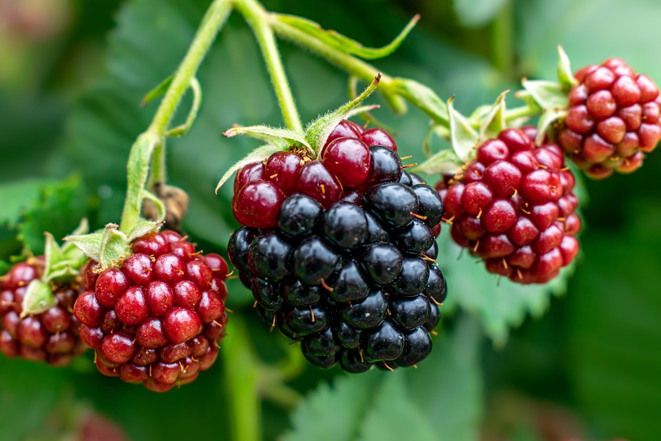 Läuse an Brombeeren