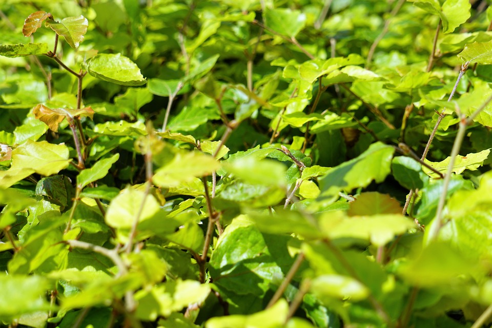 Läuse an Buchenhecken