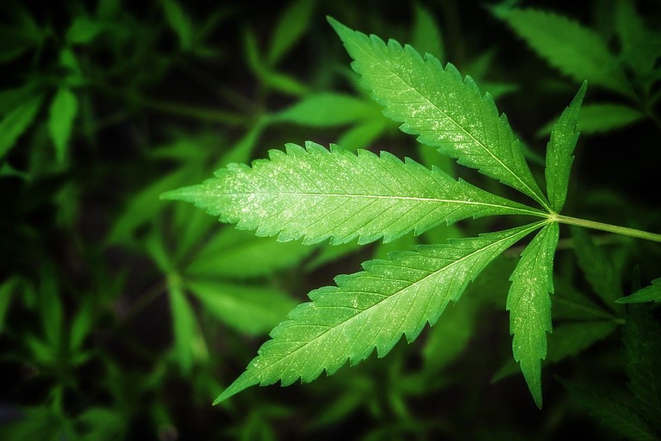 Läuse an Cannabispflanzen