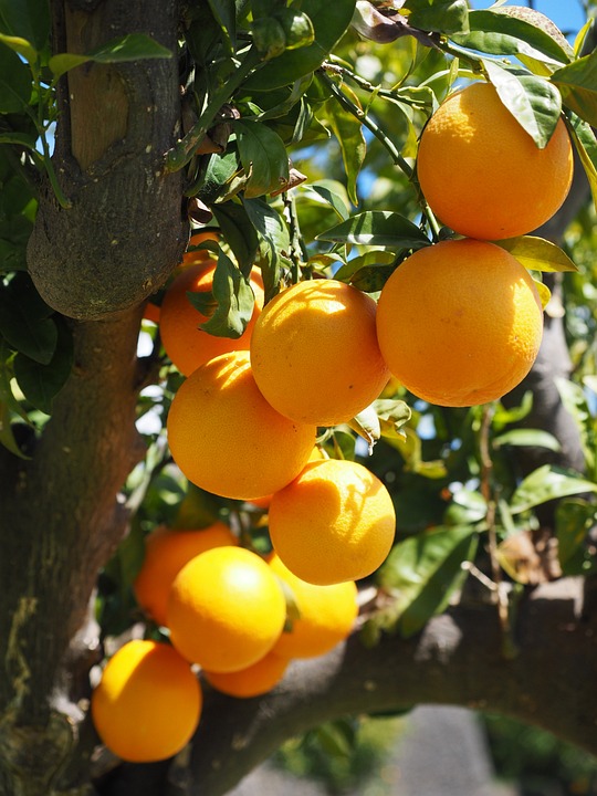 Läuse an Citruspflanzen