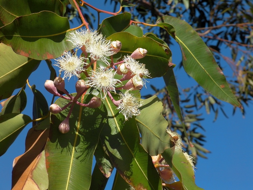 Läuse an Eukalyptus