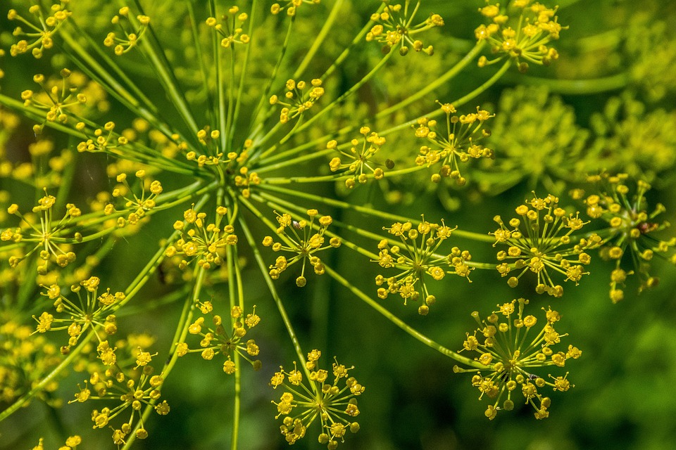 Läuse an Fenchel