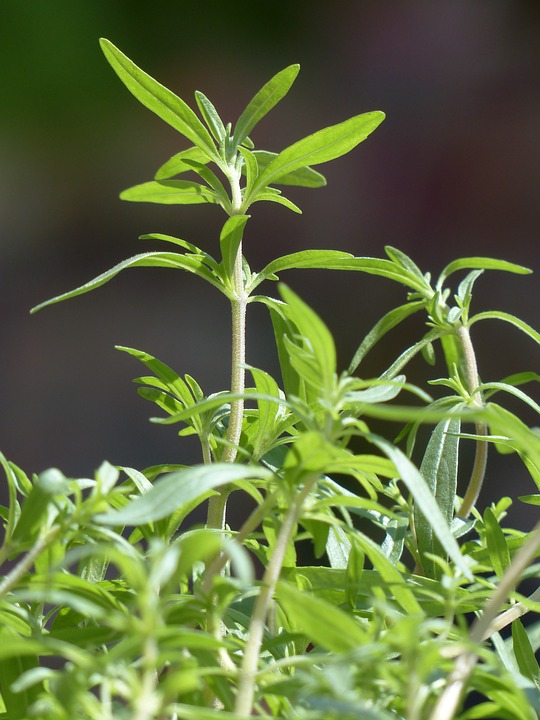 Läuse an Gartenkräutern