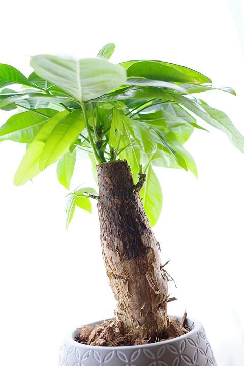 Läuse an Glückskastanien