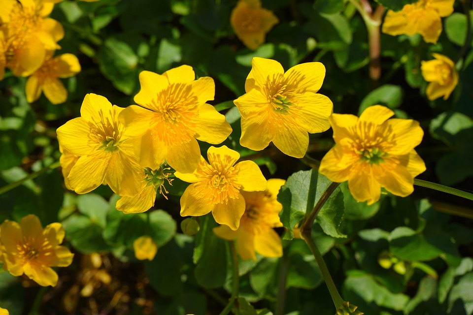Läuse an Goldblumen