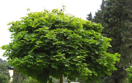 Läuse an Kugelahorn