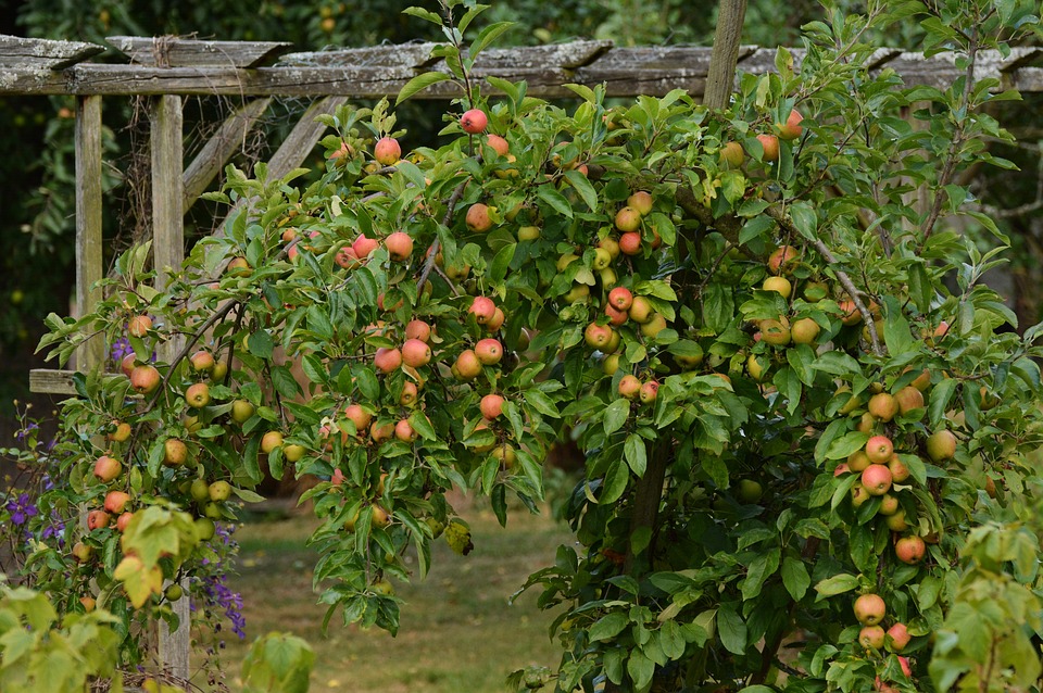 Läuse an Obstbäumen