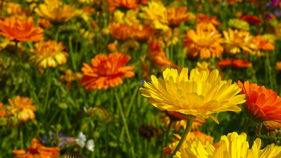 Läuse an Ringelblumen