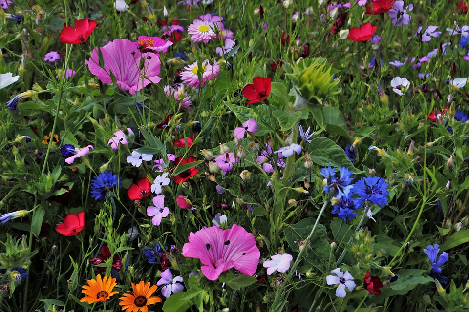 Läuse an Sommerblumen