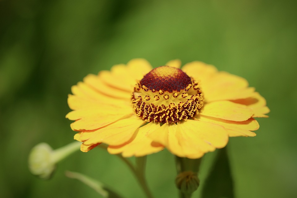Läuse an Sonnenbraut