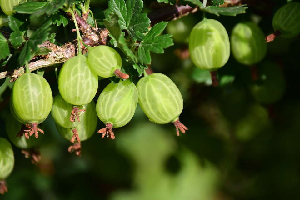 Läuse an Stachelbeeren