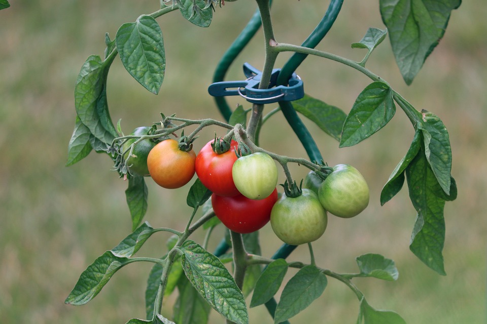 Läuse an Tomatenstöcken