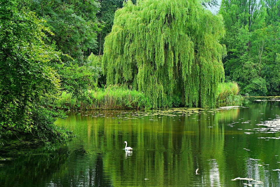 Läuse an Trauerweiden