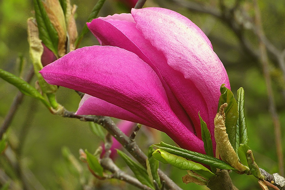 Läuse an Tulpenbäumen