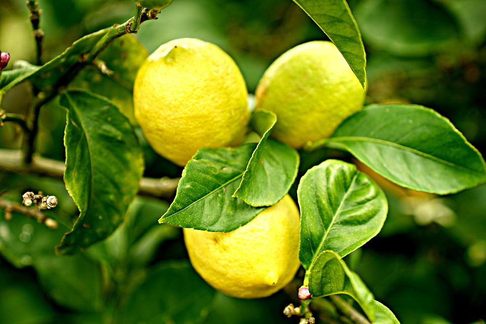 Läuse an Zitronenbäumen
