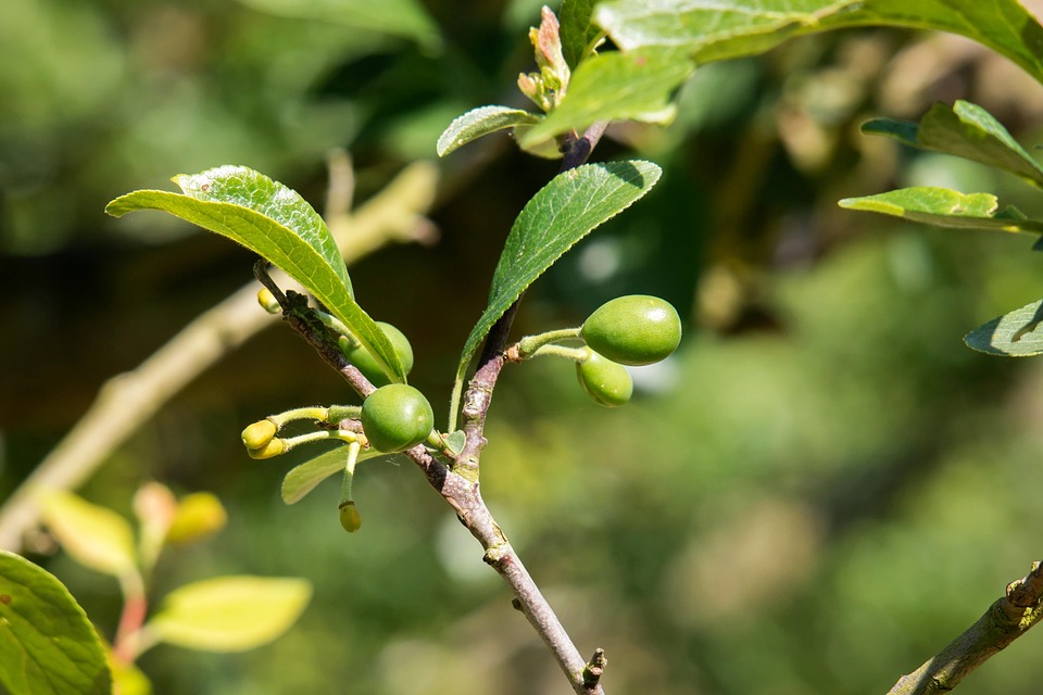 Läuse an jungen Obstbäumen