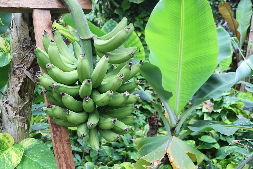 Wollläuse an Bananenpflanzen