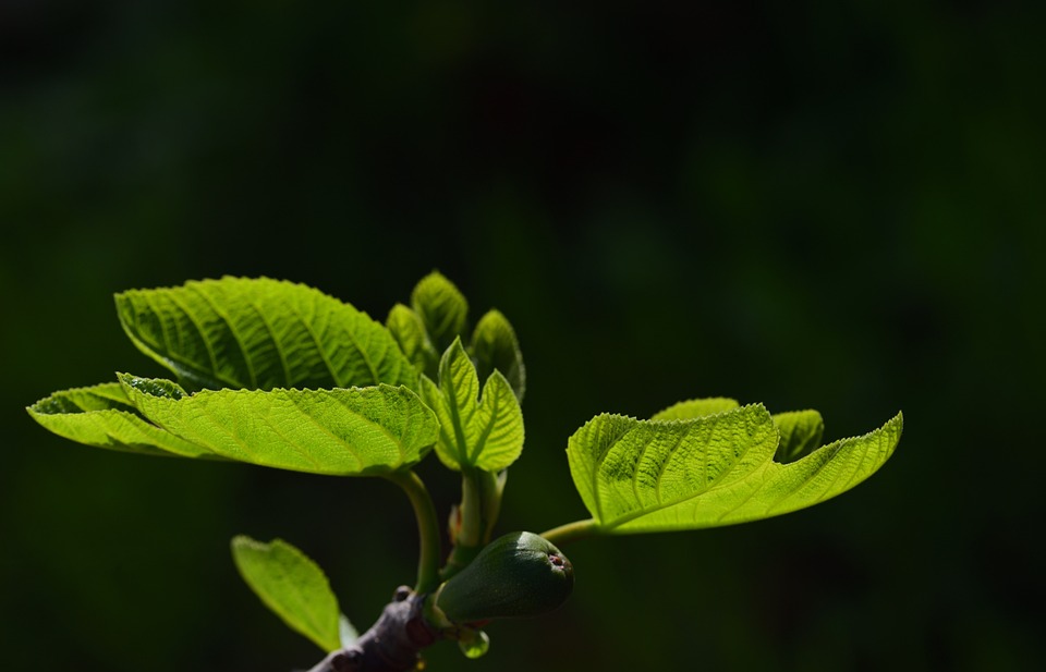 Wollläuse an Ficus