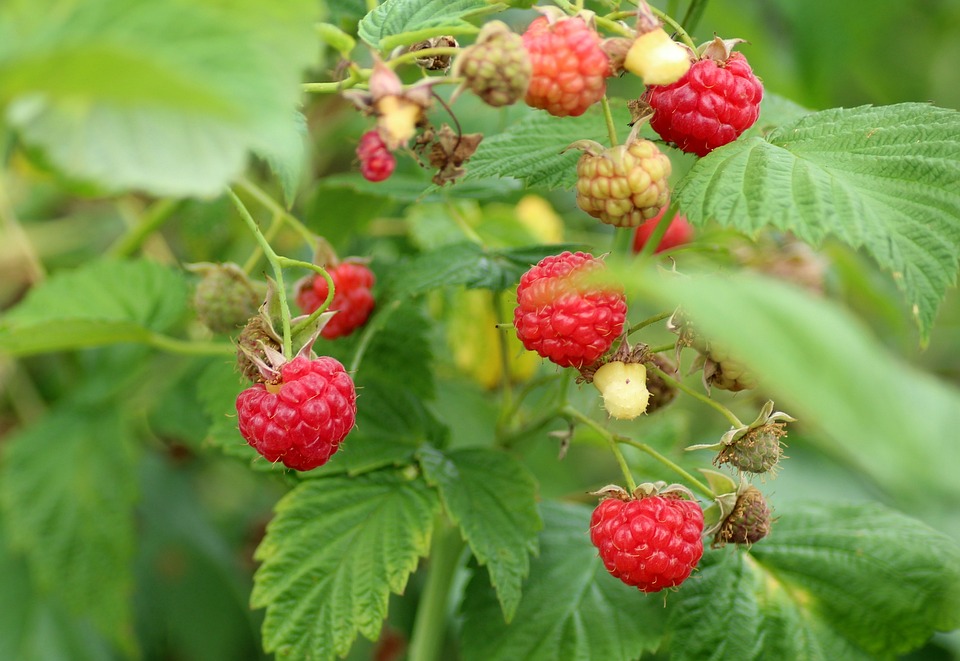 Wollläuse an Himbeeren