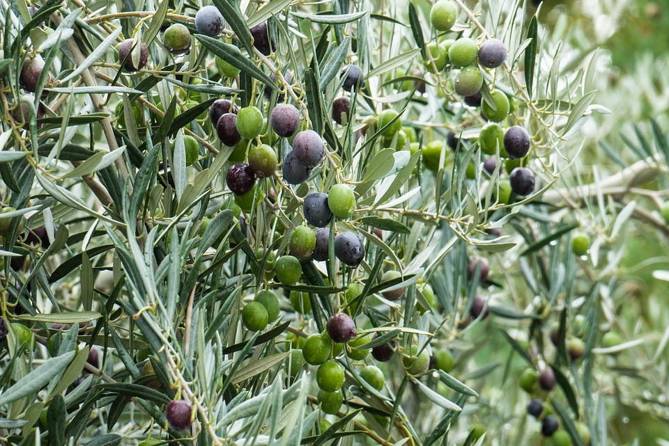 Wollläuse an Oliven