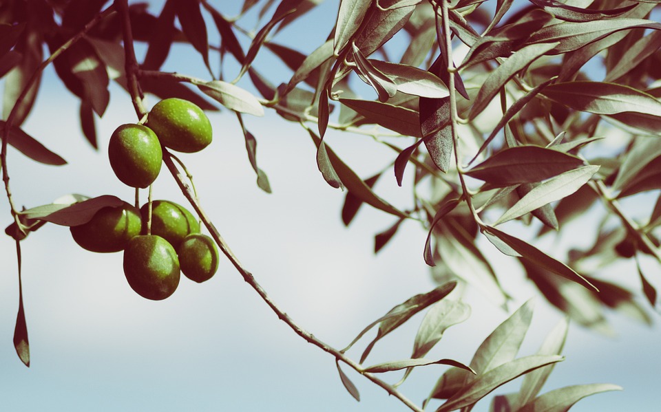 Wollläuse an Olivenbäumen