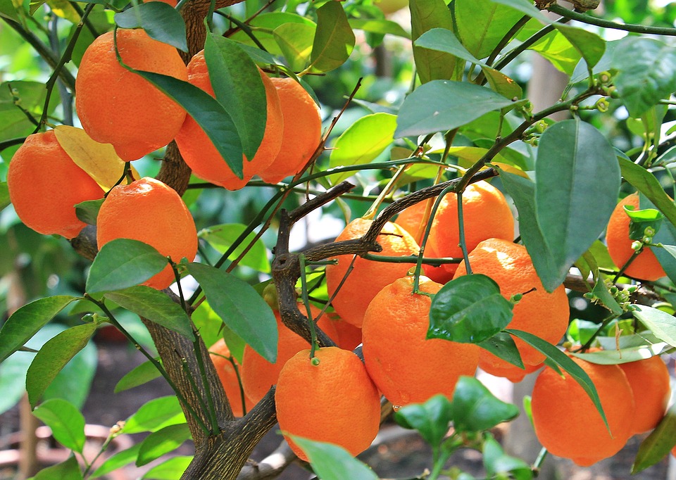 Wollläuse an Orangenbäumen