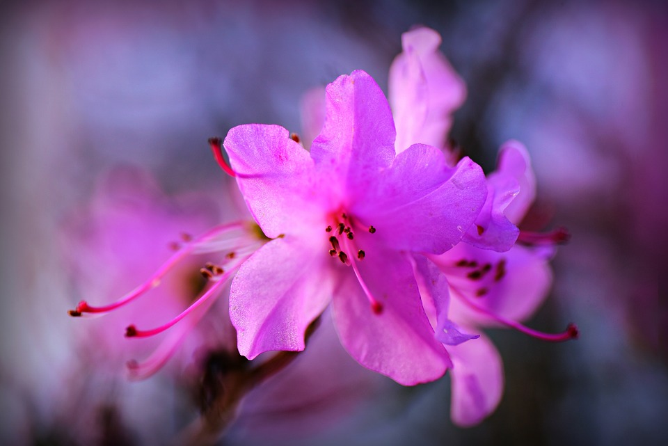 Wollläuse an Rhododendron