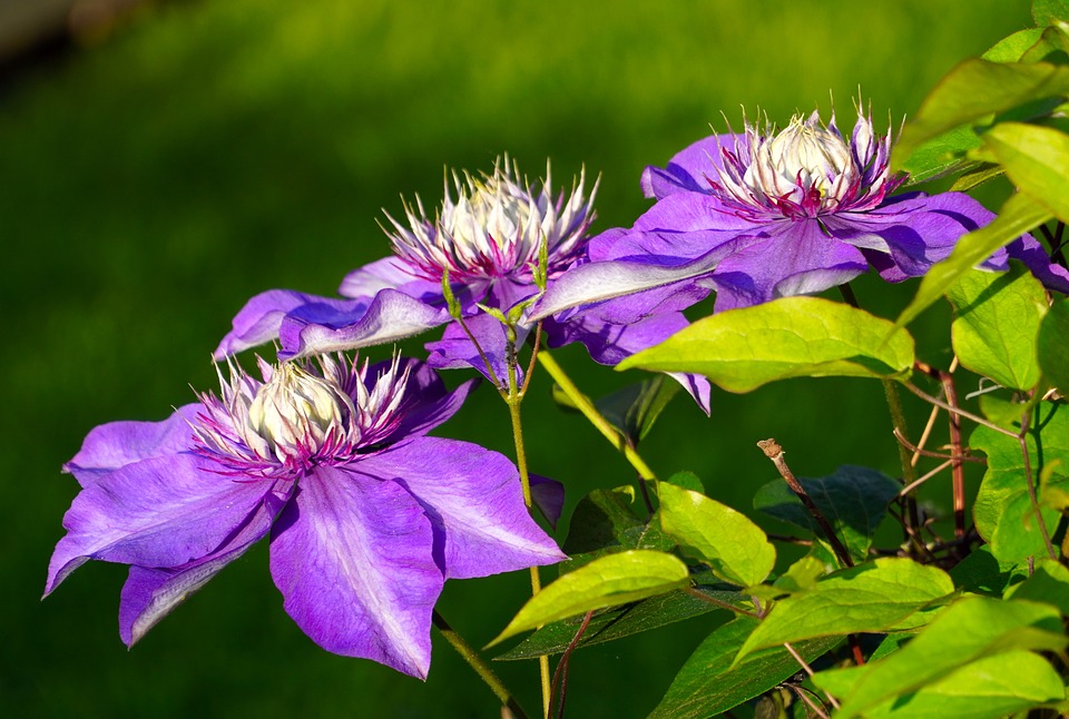 Minierfliegen an Clematis