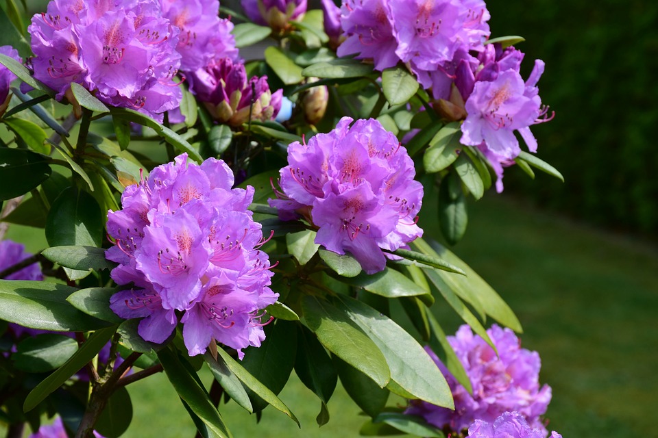 Schnecken an Rhododendron