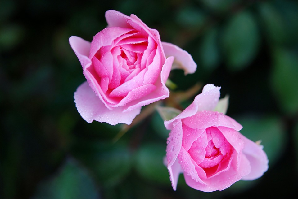 Schnecken an Rosen