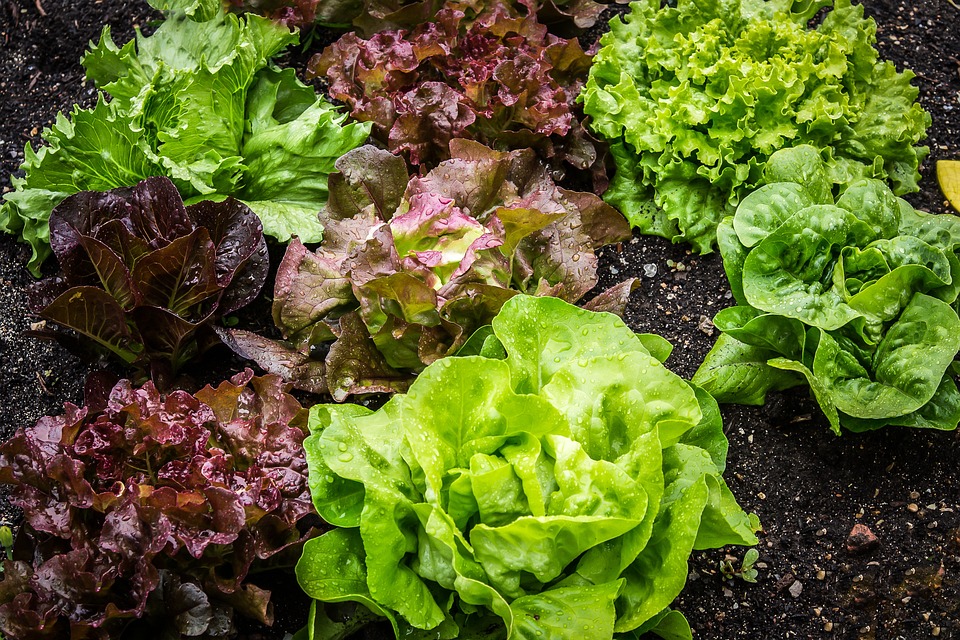 Schnecken an Salatpflanzen