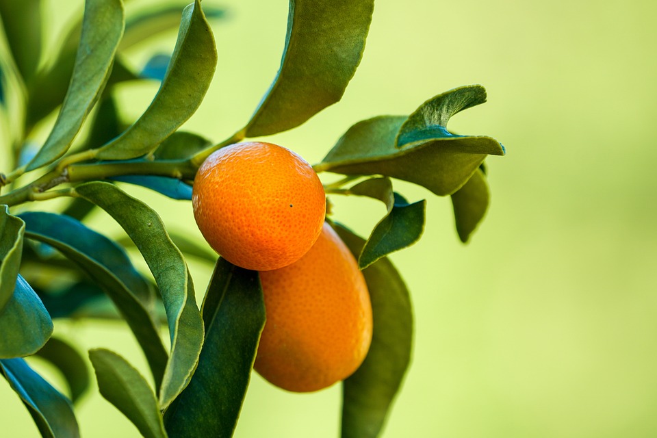 Spinnmilben an Kumquats