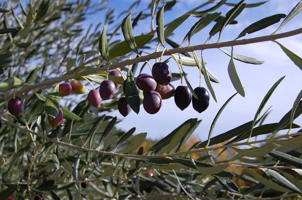 Spinnmilben an Olivenbäumen