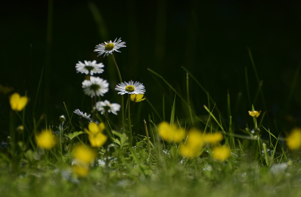 Spinnmilben an Rasen