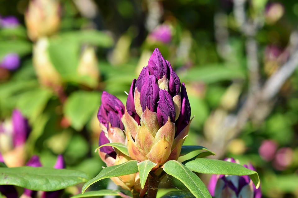 Spinnmilben an Rhododendron