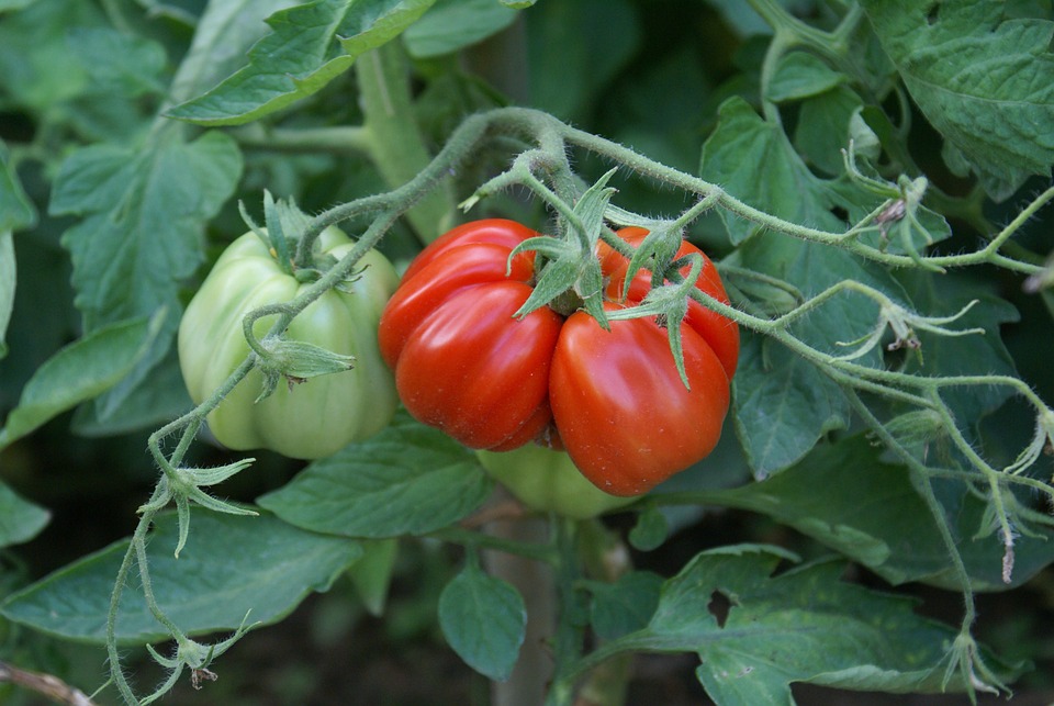 Spinnmilben an Tomaten