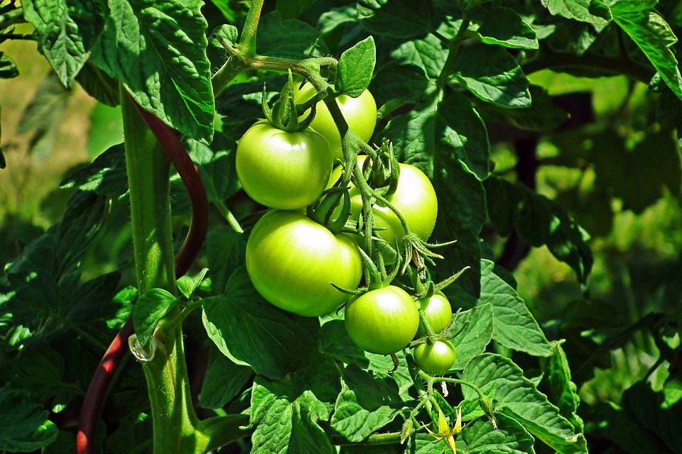 Spinnmilben an Tomatenpflanzen