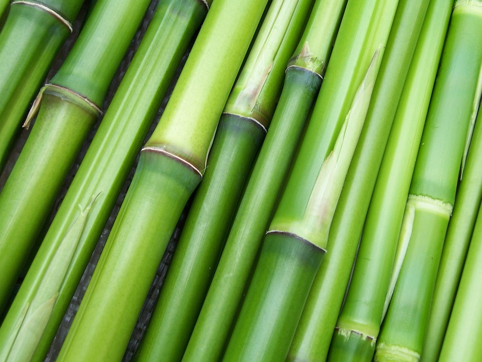 Ungeziefer an Bambus