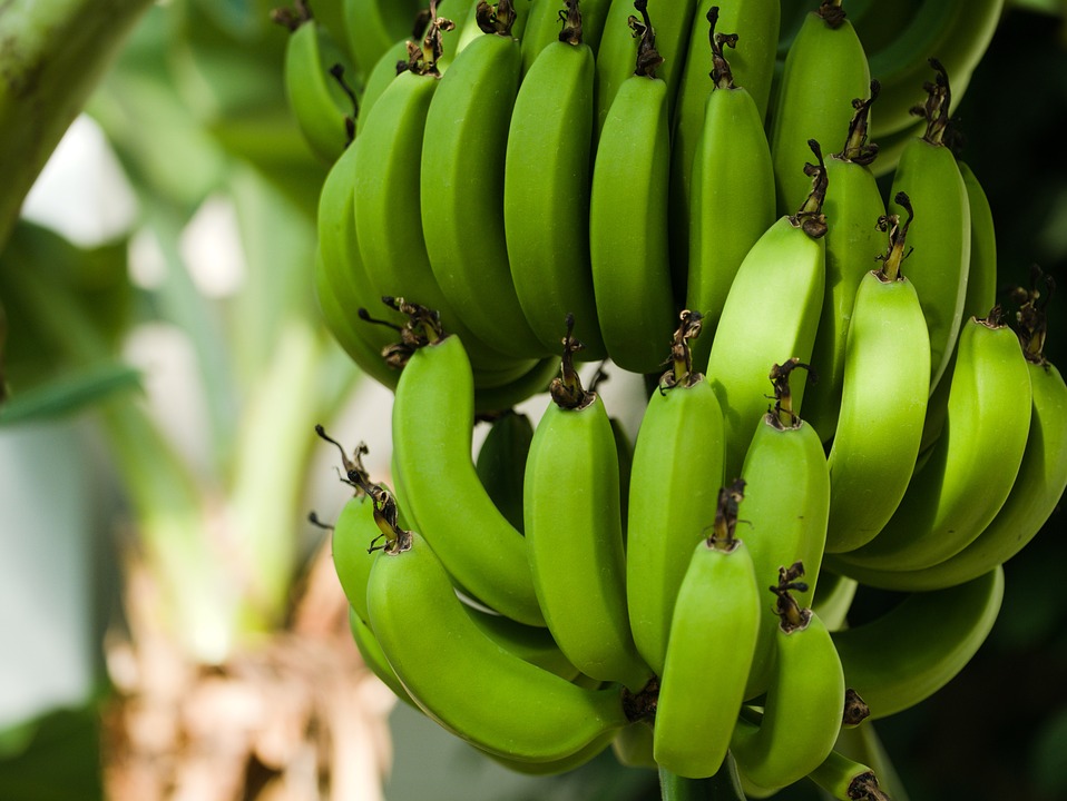 Ungeziefer an Bananenpflanzen