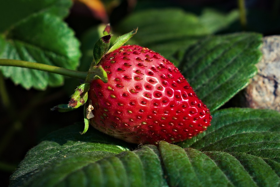 Ungeziefer an Erdbeerpflanzen