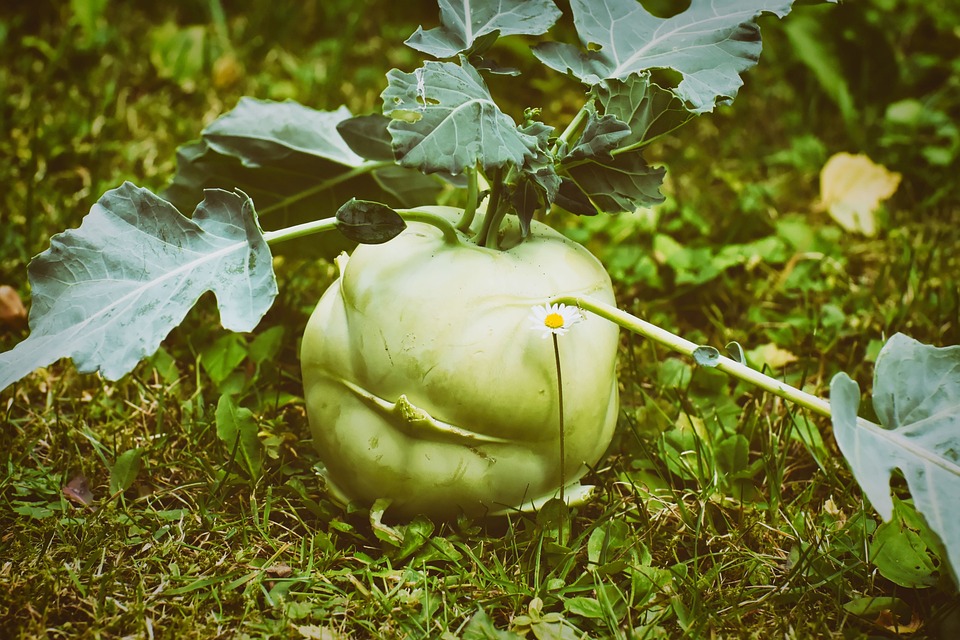 Ungeziefer an Kohlrabi