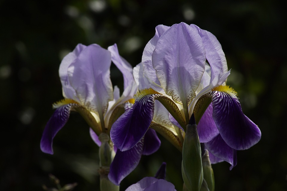 Ungeziefer an Lilien