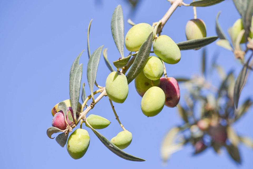 Ungeziefer an Olivenbäumchen