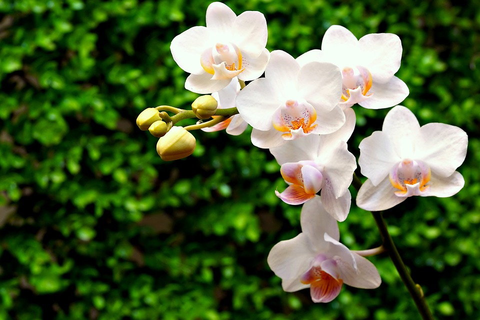 Ungeziefer an Orchideen