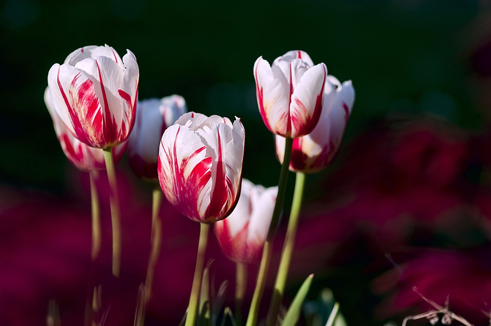 Ungeziefer an Tulpen