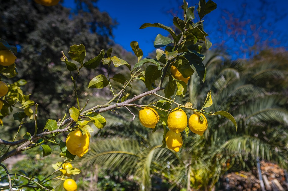Ungeziefer an Zitronenbäumen