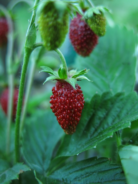 Raupen an Erdbeerpflanzen